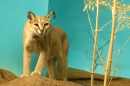 Curious Caracal