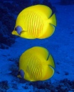 Masked Butterflyfish