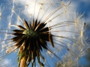 Dandelion's Rainbow