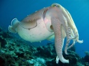 Hooded Cuttlefish