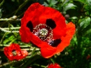 Poppy