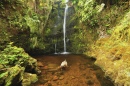 Kohala Forest Preserve