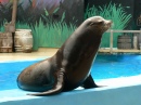 Sea Lion