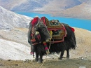 Yak Taking a Break