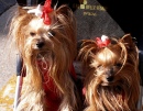 Yorkies