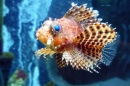 Lionfish