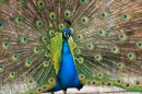 Peacock in Potter Park