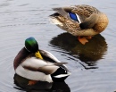 The Mating Habits of Mallards