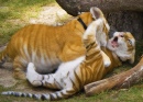 Tiger Cubs