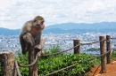 Iwatayama Monkey Park