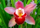 Orquidea