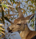 Waiter, There's a Deer in My Bamboo