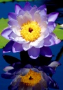 Hardy Waterlily