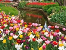 Tulips at Bowral