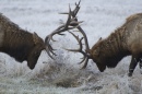 Roosevelt Elk