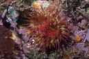 Pair of Anemone