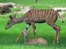 Lesser Kudus