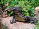 Water Monitor