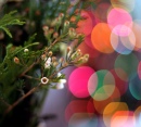 Christmas Light Bokeh