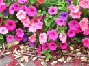 A Riot of Petunia