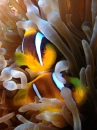 Pair of Anemonefish