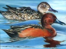 Duck Stamp Art Contest