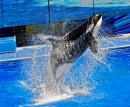 Shamu