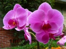 Orchid