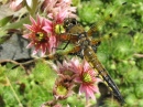 Four-spot Skimmer