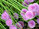 Chives