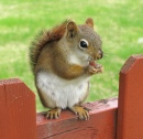 Red Squirrel