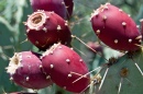 Prickly Pear Cactus Fruit