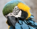 Blue-and-gold Macaw