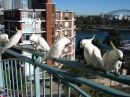 Cockatoos at Breakfast