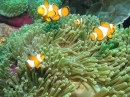 Clownfish