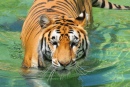 Tiger Bathing