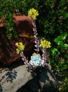 Powdery Dudleya