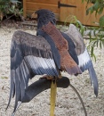 Bateleur Eagle