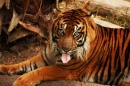 Sumatran Tiger