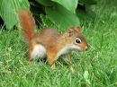 North American Red Squirrel