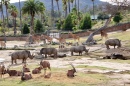 San Diego Zoo Safari Park