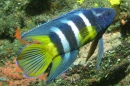 Diving at Shark Point, Sydney