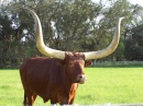 Longhorn Steer