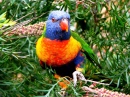 Rainbow Lorikeet