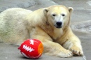 Happy Polar Bear, San Francisco Zoo