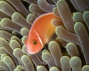 Anemone Fish