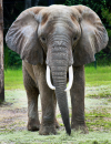 African Elephant