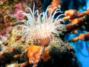 Anemone