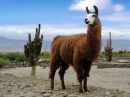 Llama