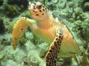 Sea Turtle